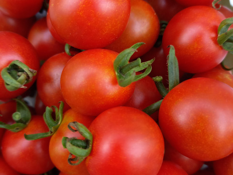 旨味濃厚！ミニトマト【ステラ】　500g　化学農薬不使用