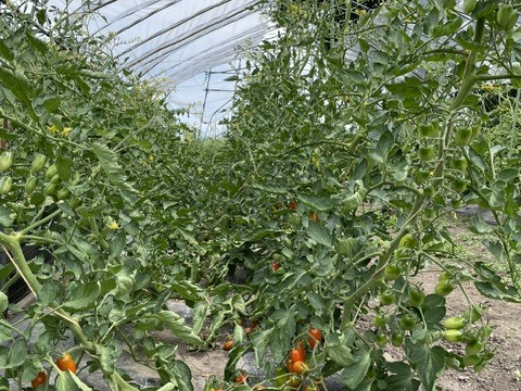お米３kgとにんにく(白黒)＆季節野菜セット(旬枝豆・極甘ミニトマト入）