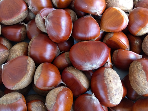 自然栽培の栗1.5キロと食べて美味しい野草3種のセット⭐オマケ付き⭐⭐️⭐️⭐️⭐️