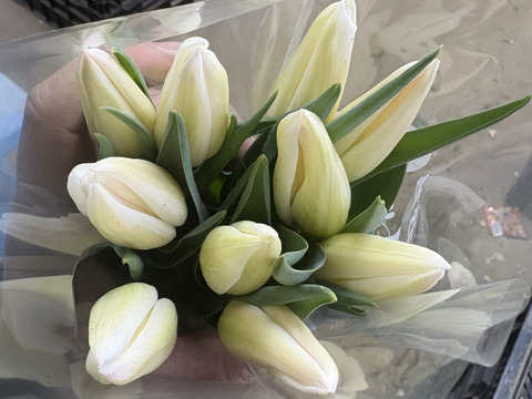 【期間限定】日持ち処理済！新潟の『チューリップ』切花（赤/白に桃）各10本