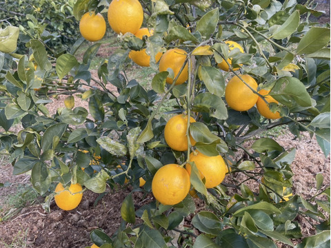 【防腐剤・ワックス不使用】皮までおいしいマイヤーレモン　和歌山県産　1キロ 秀品から傷アリまで混合です。