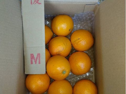 【太陽の恵み♪】バレンシアオレンジ（家庭用）Mサイズ・２kg