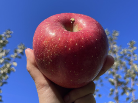 《予約商品》11月中旬～ 綺麗な 葉とらず サンふじ  10キロ箱 24～36玉 長野県産