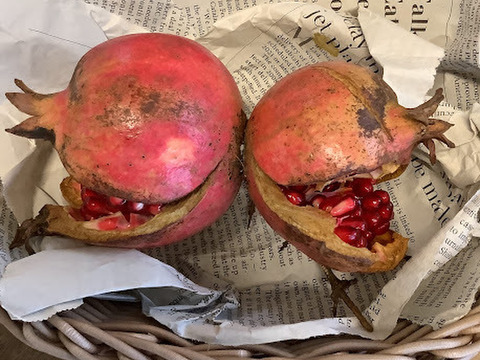 【希少‼数量限定】国産ザクロ　約250ｇ　※早い者勝ちです。