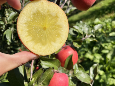 青森県産りんご　葉とらずりんご　高徳（こうとく）りんご　訳アリ【3㎏　8～12個入り】