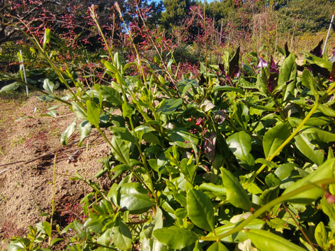 三時草 ハゼラン ☆味はまるでホウレンソウ🌿５束のお届け🌿（ランと名前がついてますがラン科ではありません）