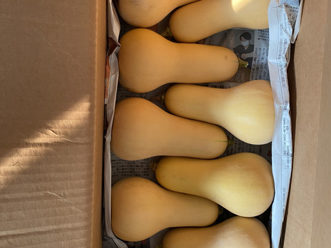 【旬のイタリア野菜の定期便（月１回配送）（10～12月）】Sサイズプラン