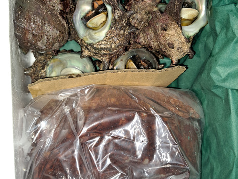 小泊産‼赤なまことサザエセット
(計1キロ)