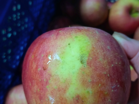 今季最終です！😋小玉りんご、色薄いりんご🍎でも甘いです。ふじりんご5キロ箱バラ詰め😊加工用
