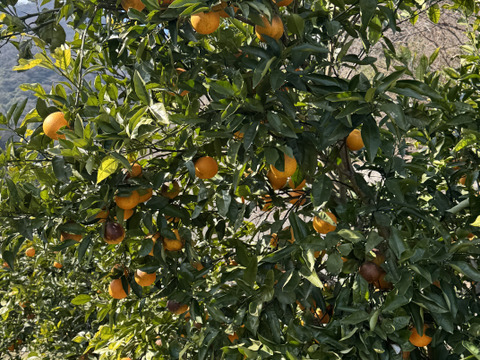 ブラッドオレンジ　モロ