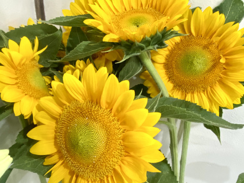 【ひまわり５本】ひまわり&ふわふわモコモコのテディベア（希少）登場！インパクトありあり！