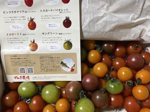 【食べ比べ】《食卓に彩りを》ビビッドカラフルミニトマト(1.3㎏)【トマト食べ比べ】