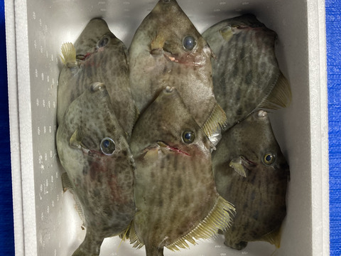 カワハギ1キロほど「中サイズ」