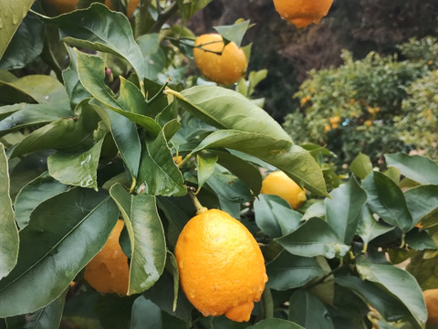【完熟】【栽培期間農薬不使用】大崎上島産レモン2kg