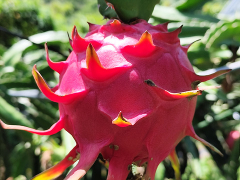 リピート急増中！完熟ドラゴンフルーツ１.３キロ(２～４個)〇当園今季初出荷 数量限定品ですお早めにどうぞ(๑˃̵ᴗ˂̵)و