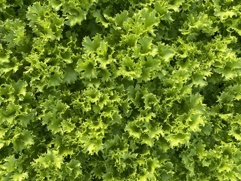 シェフ御用達！料理に使いやすいサラノバレタス4種ミックス（業務用簡易包装 10～12株）1㎏