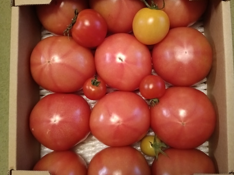【 100％純トマト🍅】【雪ちゃんトマト】桃太郎トマト（2キロ箱満杯詰め）