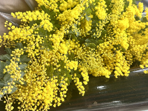 【ふわふわのミモザ10本】ふわふわのミモザ、3月20日金曜日着までの発送になります。花瓶に入れてゆっくり楽しんだ後は、ユーカリと一緒にリースにして長くお楽しみいただけます。