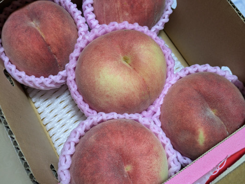 早期予約価格　🍑さくら白桃　約1.5kg 5玉前後　9月上旬発送　希少な桃　【ASIAGAP認証農場：津軽農園】　安心・安全な桃　収穫した日に発送　家庭用　農家直送