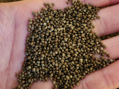 生搾り・飛騨産【えごま油　88ｇ/本】