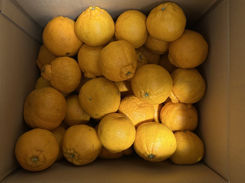 しらぬい訳あり8kg