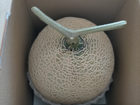 【一茎一果。1苗に1つだけ！】アールスメロン(1.4kg～)