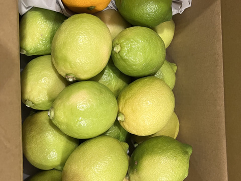 【有機JAS認証】オーガニックレモン2キロ（15個〜18個前後）極上の香りに癒されませんか？「今年もいよいよ始まります！！！」