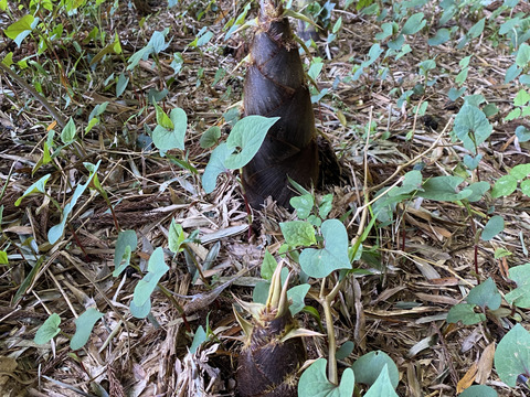 春の味覚！掘って即時出荷‼️タケノコ<2kg> 米ぬか　鷹の爪付き