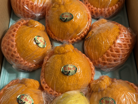 めちゃ大人気❗️不知火デコ柑2、5キロ7〜11玉