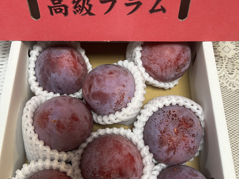 本当に美味しい！！上品な甘さと酸味！プラム「貴陽」化粧箱（9個入り）