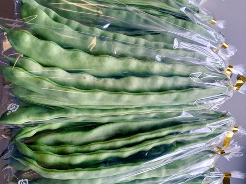 大莢で柔らか スジなし平莢インゲン『マンズナル』1kg