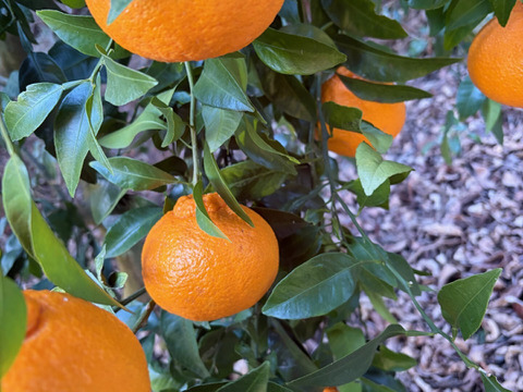 甘い！不知火！愛媛のみかん　家庭用３キロ