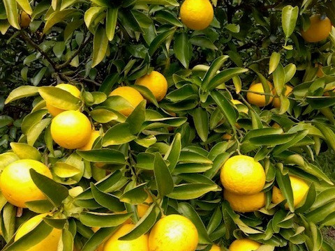 【完熟！季節の柑橘】ニューサマーオレンジ（日向夏）Sサイズ・5kg