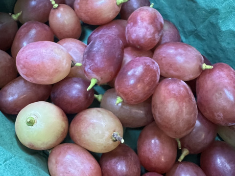 信州松本産クイーンルージュ®つぶつぶパック（1kg） 長野県
