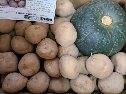 【南瓜入り】キタアカリ発祥農場のジャガイモ　Mサイズ合計10㎏