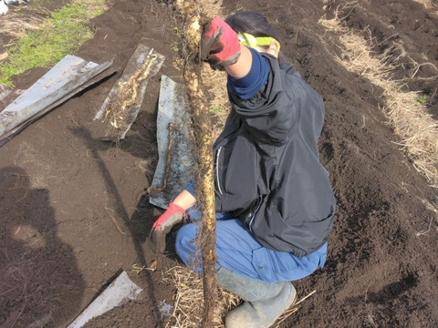 2kg⭐️訳あり⭐️自然薯⭐️《超特価！》