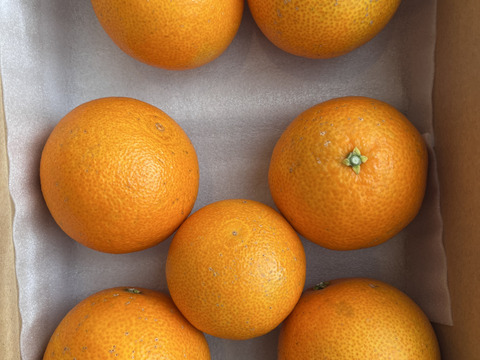 まるで天然ゼリー！まどんな（ご家庭用・2㎏）※１２月上旬発送