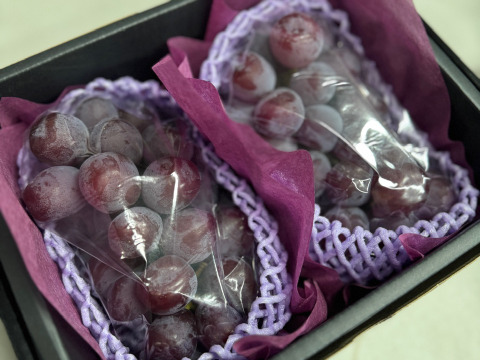 【残りあと僅か！】高糖度 希少品種 富士の輝2房(合計約1.0kg) 秀品ランク(熨斗対応可)