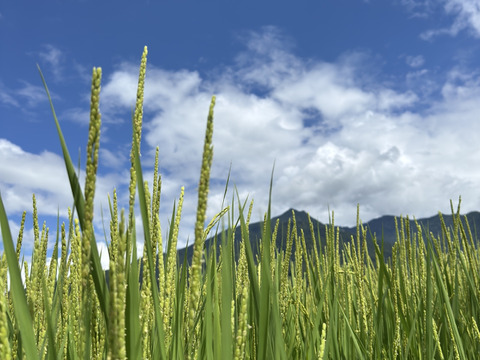 【令和7年産新米】【希少米】南魚沼塩沢産コシヒカリ＜yusui＞5kg（精米）