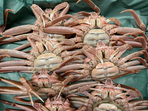 １０月解禁！卵がぎっしり　訳あり『本ズワイガニのメス』１キロ　新潟県村上市笹川流れ