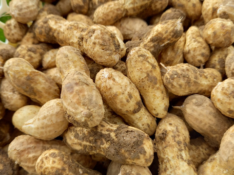 畑から直送！生落花生☆千葉半立　1kg