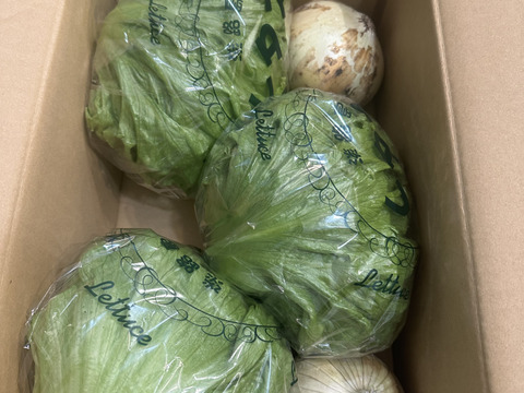 淡路島のシャキシャキレタス3玉🥬特別栽培農産物