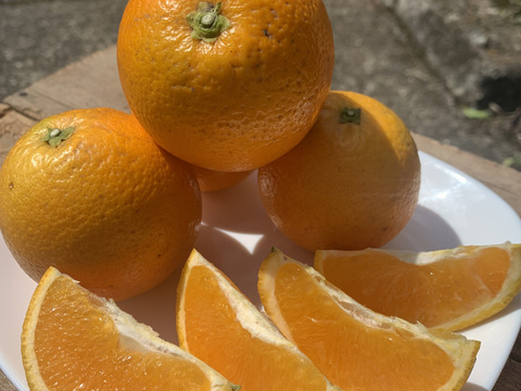 【news every.で紹介】バレンシアオレンジ 3kg｜サクッと食感！爽やかな香りのオレンジ🍊