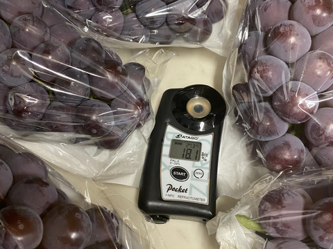 【特秀】岡山県産ピオーネ｜贈答用・大粒黒ぶどう1.0kg（500g×2）