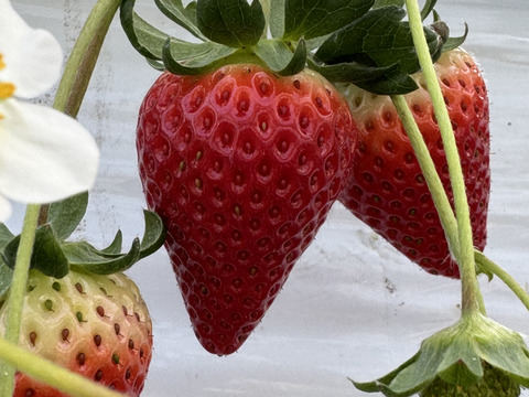 三重県オリジナルいちご【うた乃】1箱1kg~1.2kg4パック入