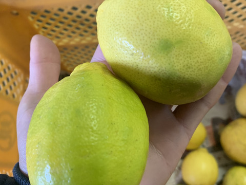 【国産レモン】】見た目もびっくり、果汁たっぷり　りのかレモン3キロ
