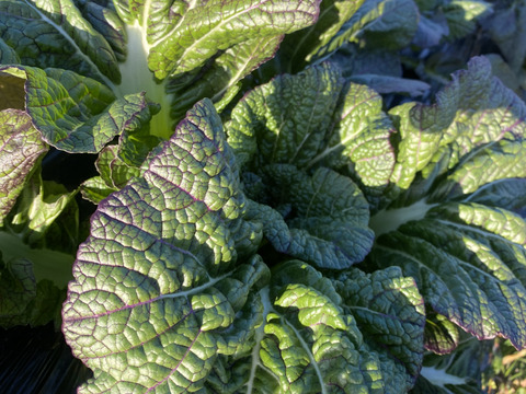 【朝採り発送‼️】新宮産 生高菜「三池高菜」3kg