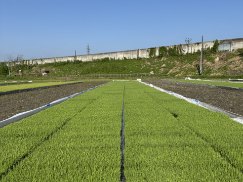 【R7年産新米】甘みと香りが広がる　南魚沼産コシヒカリ　5kg×2袋（玄米）