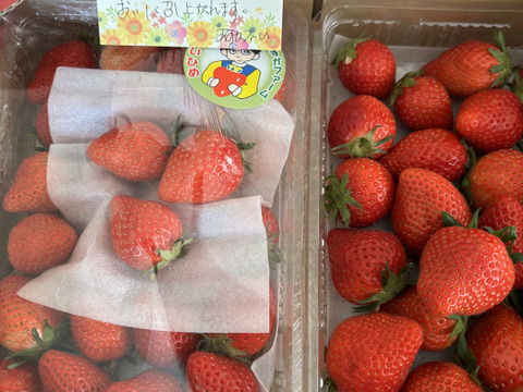 いちごママ様お問い合わせ いちごママ様（いちごママ様お問い合わせ）