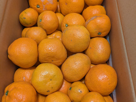 【訳ありだけど美味しさそのまま】 温州みかん 5.5kg 愛媛県川上産